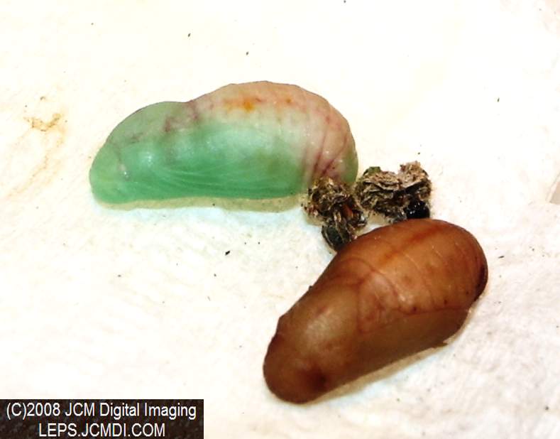 Philotes sonorensis (Sonoran Blue) life cycle images from jcmdi.com
